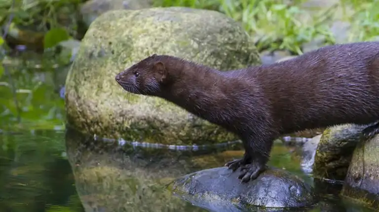 Brun mink ved vandet